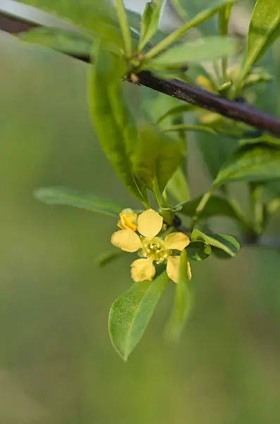 507040 - Prinsepia sinensis
