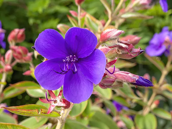 441026 - Prinzessinnenblume (Tibouchina urvilleana)