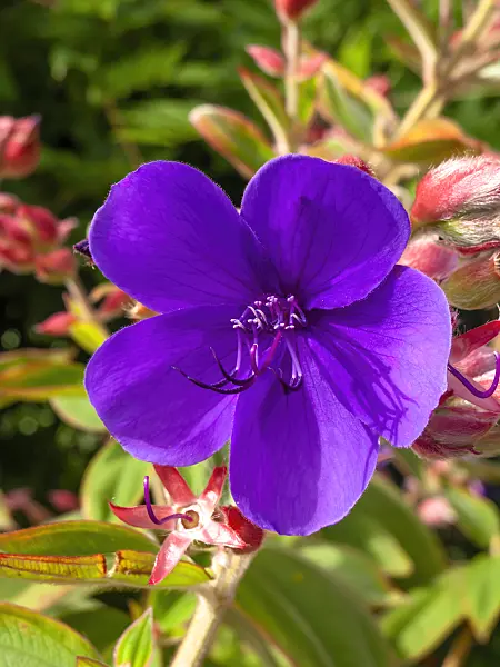 441027 - Prinzessinnenblume (Tibouchina urvilleana)