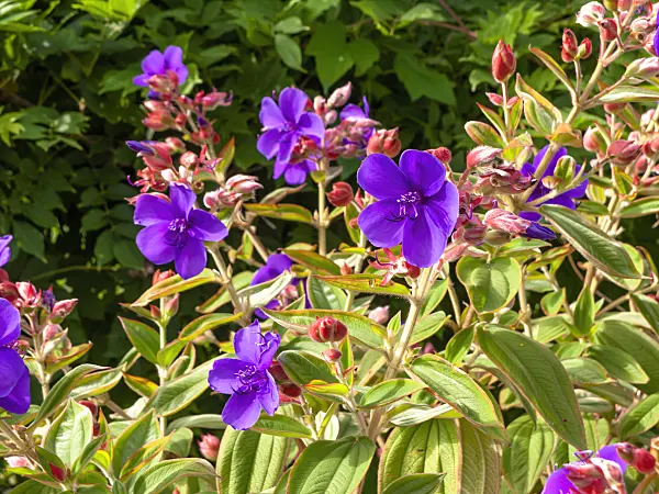 441028 - Prinzessinnenblume (Tibouchina urvilleana)
