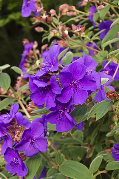 511212 - Prinzessinnenblume (Tibouchina urvilleana)