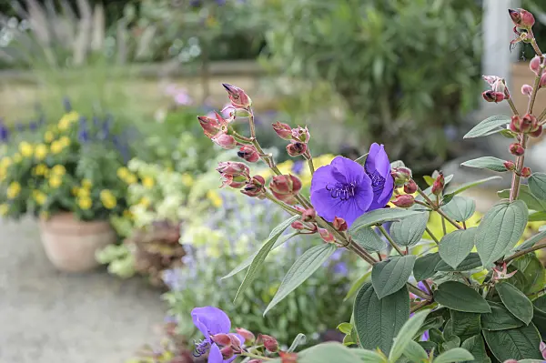 535329 - Prinzessinnenblume (Tibouchina urvilleana)