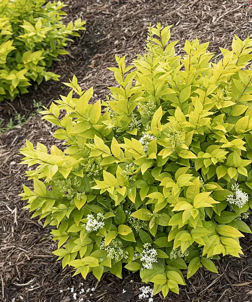607127 - Privet (Ligustrum x vicaryi 'Golden Ticket')