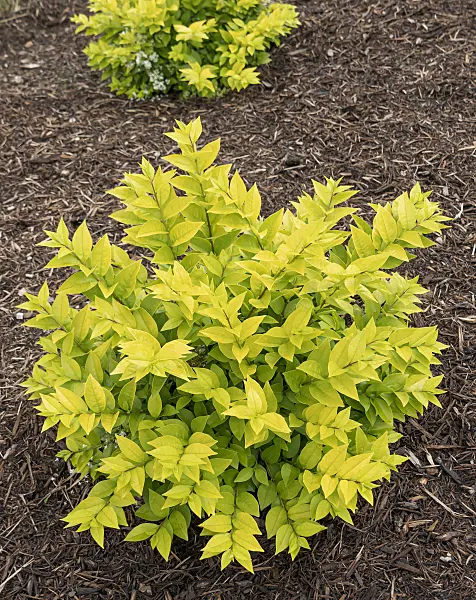 607128 - Privet (Ligustrum x vicaryi 'Golden Ticket')