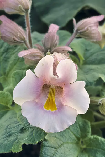394036 - Proboscidea louisianica