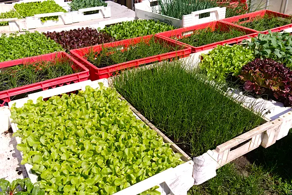 672062 - Propagation trays with young plants