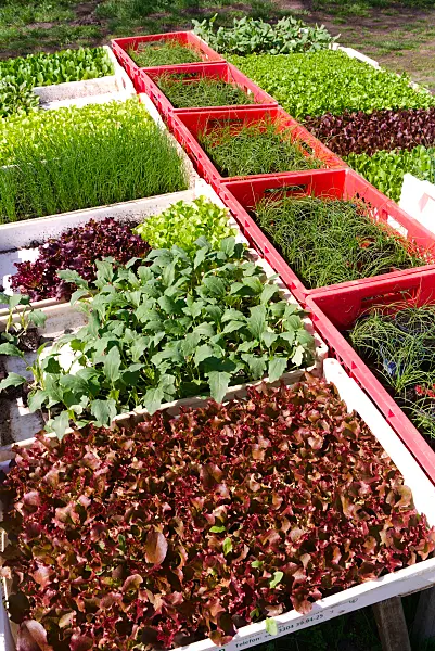 672066 - Propagation trays with young plants