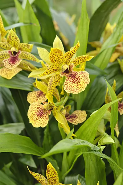 475192 - Propetalum