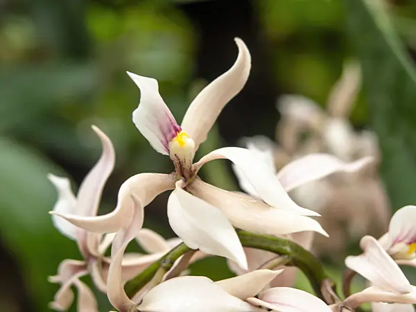 437377 - Prostechea allemanoides