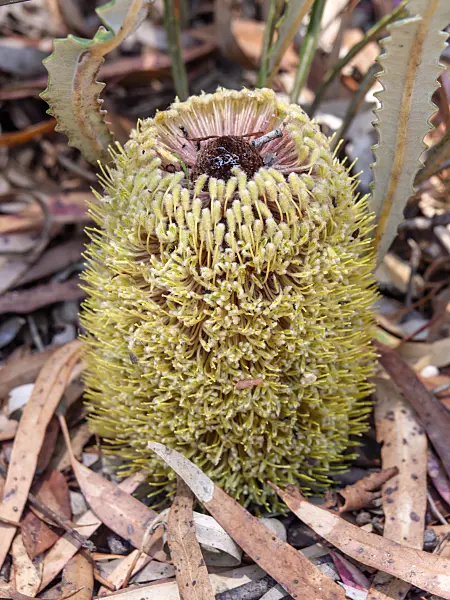 455321 - Prostrate banksia (Banksia petiolaris)