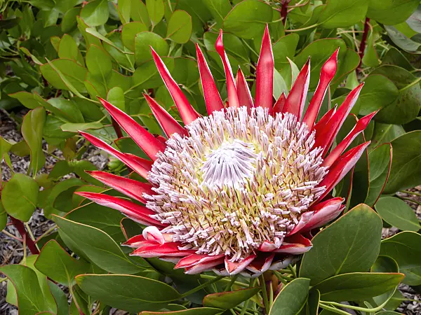 455279 - Protea (Protea)