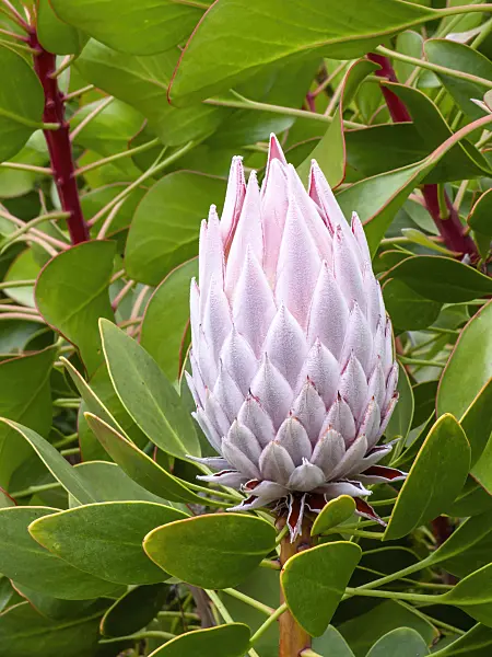455280 - Protea (Protea)