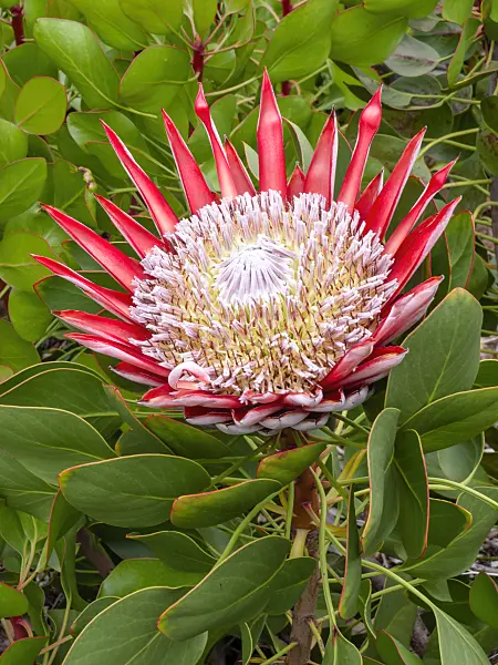 455281 - Protea (Protea)