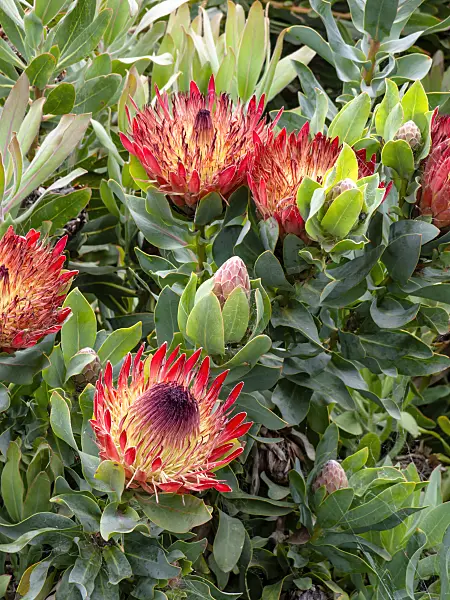 455284 - Protea (Protea)