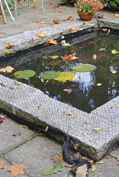 518060 - Protecting garden pond with a net against autumn leaves (5)
