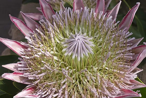 601012 - Protée royale (Protea cynaroides 'Spring')