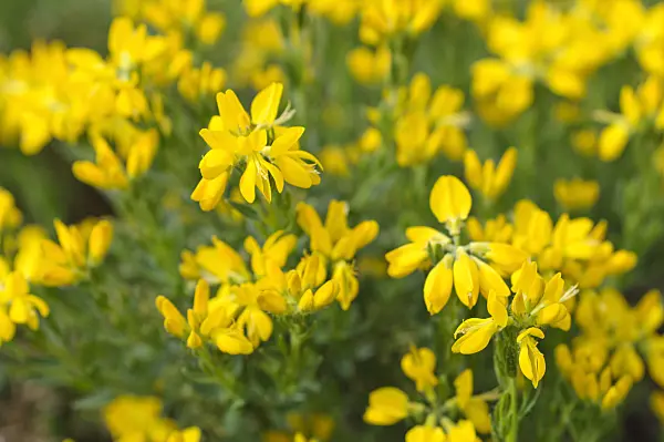 484148 - Provence broom (Cytisus purgans)