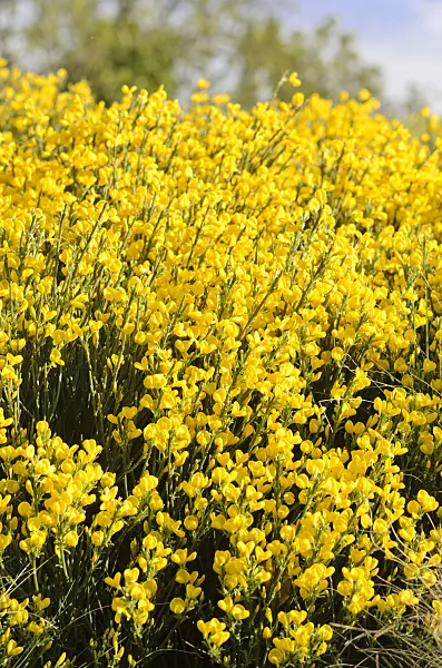 544027 - Provence broom (Cytisus purgans)
