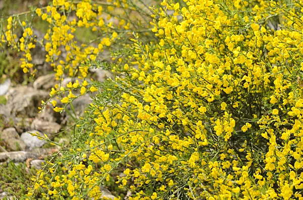 556012 - Provence broom (Cytisus purgans)