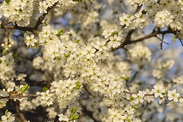 471116 - Prunellier (Prunus spinosa)