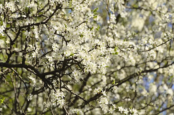 495123 - Prunellier (Prunus spinosa)