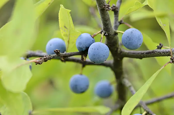 536183 - Prunellier (Prunus spinosa)