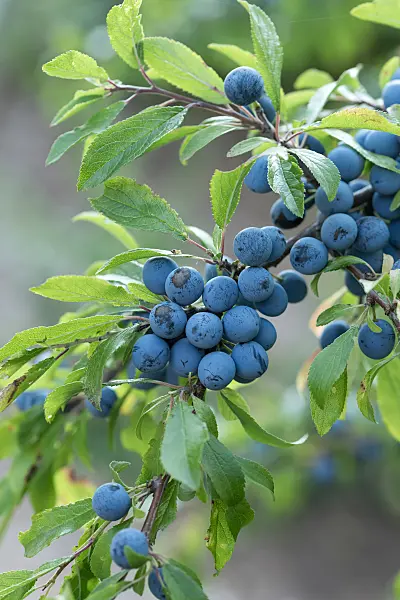 664341 - Prunellier (Prunus spinosa)