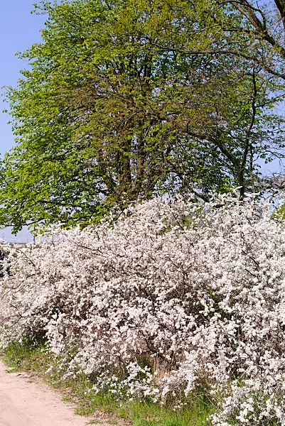 672068 - Prunellier (Prunus spinosa)