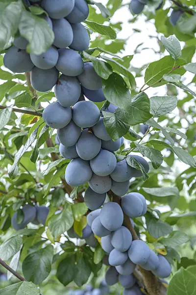 558187 - Prunier cultivé (Prunus domestica 'Tophit')