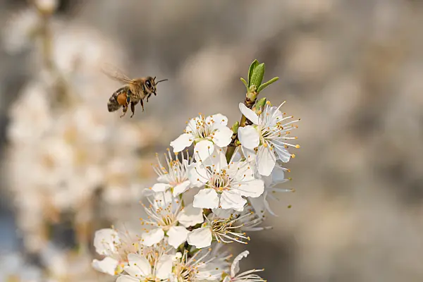 664333 - Prunier myrobalan (Prunus cerasifera)