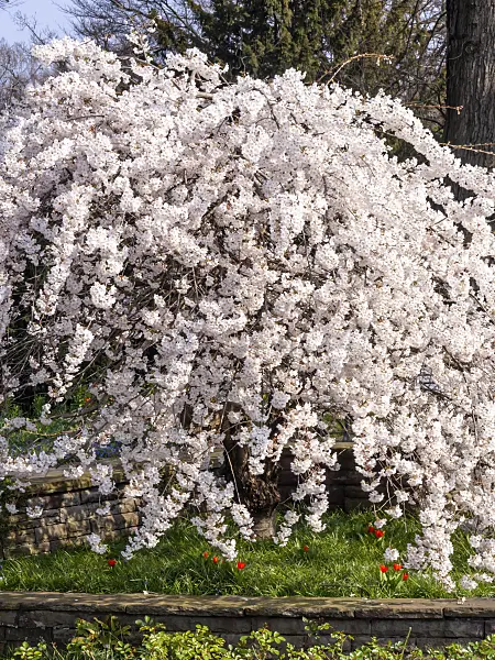 447064 - Prunus