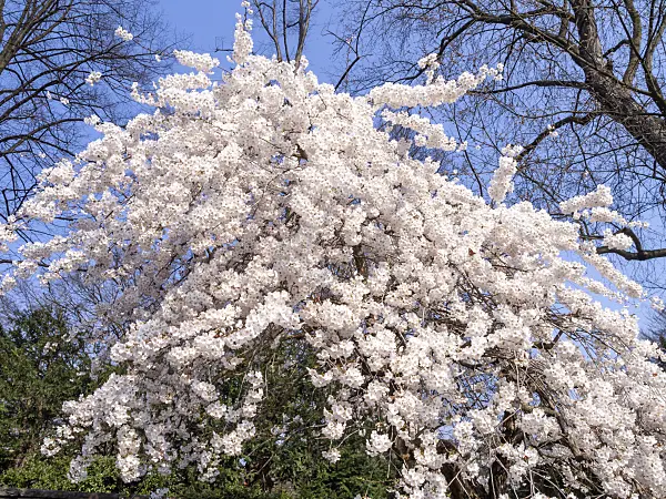 447065 - Prunus