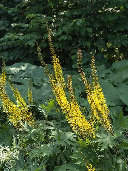 439279 - Przewalski's golden ray (Ligularia przewalskii)