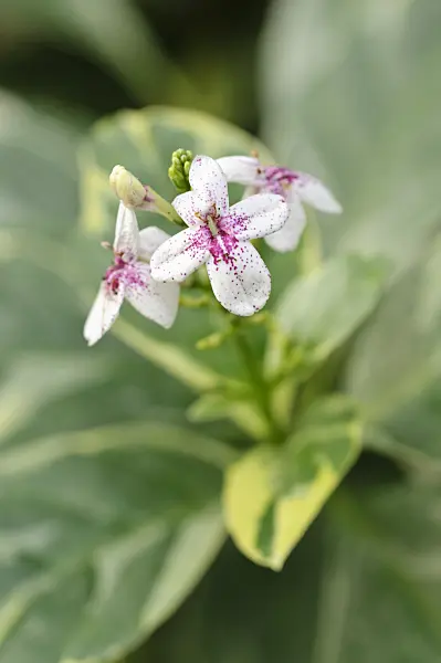 489038 - Pseuderanthemum syn. Eranthemum