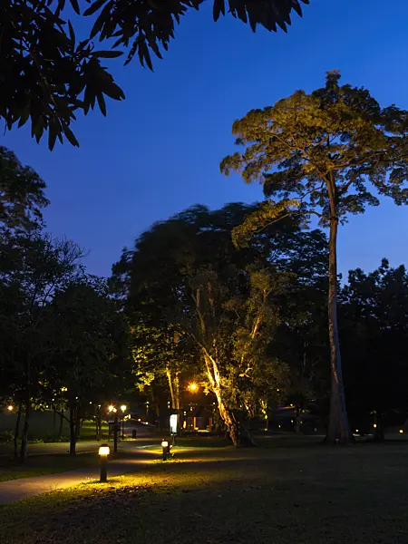 434229 - Pulai (Alstonia pneumatophora)
