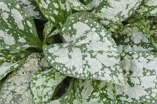 475073 - Pulmonaire d'Italie (Pulmonaria saccharata 'Reginald Kaye')