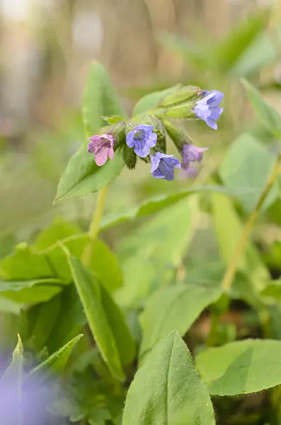 507161 - Pulmonaire sombre (Pulmonaria obscura)