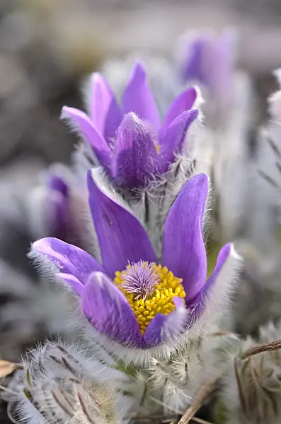 519014 - Pulsatille de printemps (Pulsatilla vernalis)