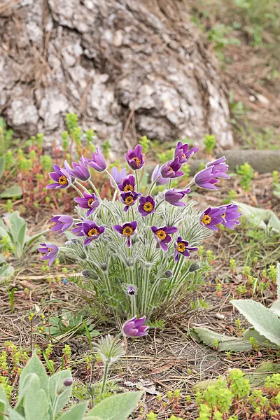 664350 - Pulsatille (Pulsatilla vulgaris)