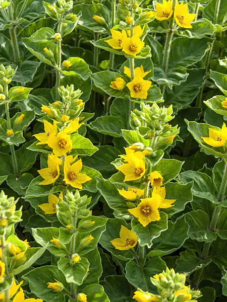 460158 - Punktierter Gilbweiderich (Lysimachia punctata)