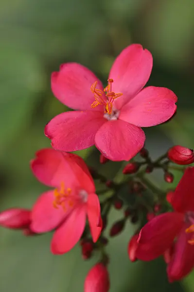 476257 - Purgiernuss (Jatropha integerrima)
