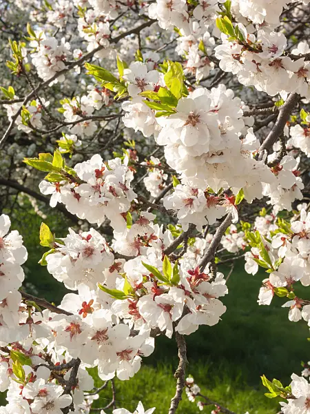 400131 - Purple apricot (Prunus x dasycarpa)