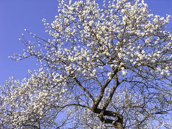 447026 - Purple apricot (Prunus x dasycarpa)