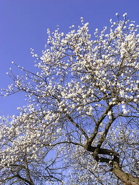 447027 - Purple apricot (Prunus x dasycarpa)