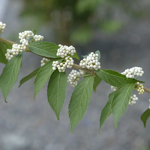 575039 - Purple beautyberry (Callicarpa dichotoma 'Albifructa')
