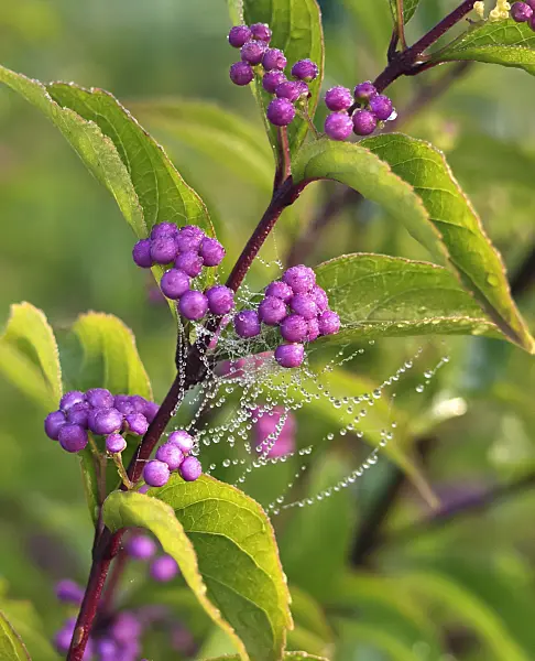 454109 - Purple beautyberry (Callicarpa dichotoma 'Issai')