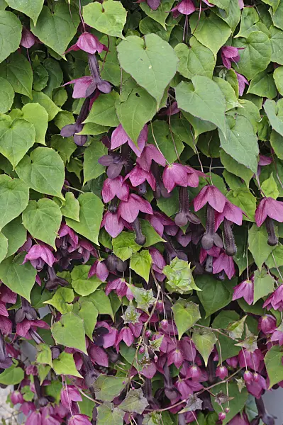 476227 - Purple bell vine (Rhodochiton atrosanguineum)