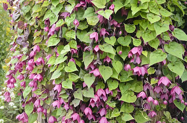 536049 - Purple bell vine (Rhodochiton atrosanguineum)