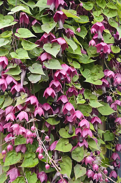 536050 - Purple bell vine (Rhodochiton atrosanguineum)