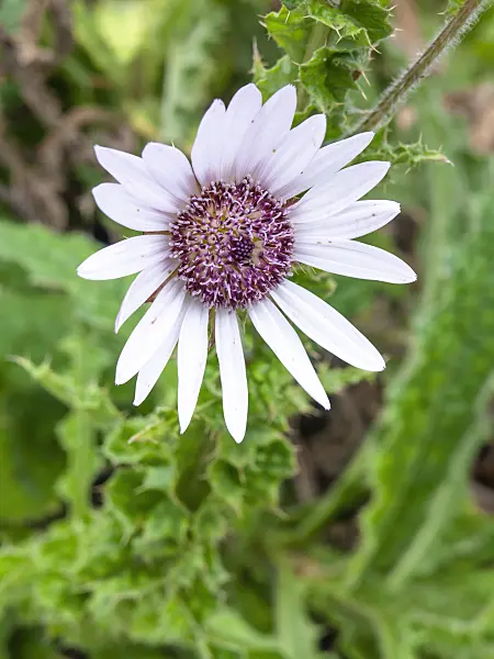 463036 - Purple berkheya (Berkheya purpurea)